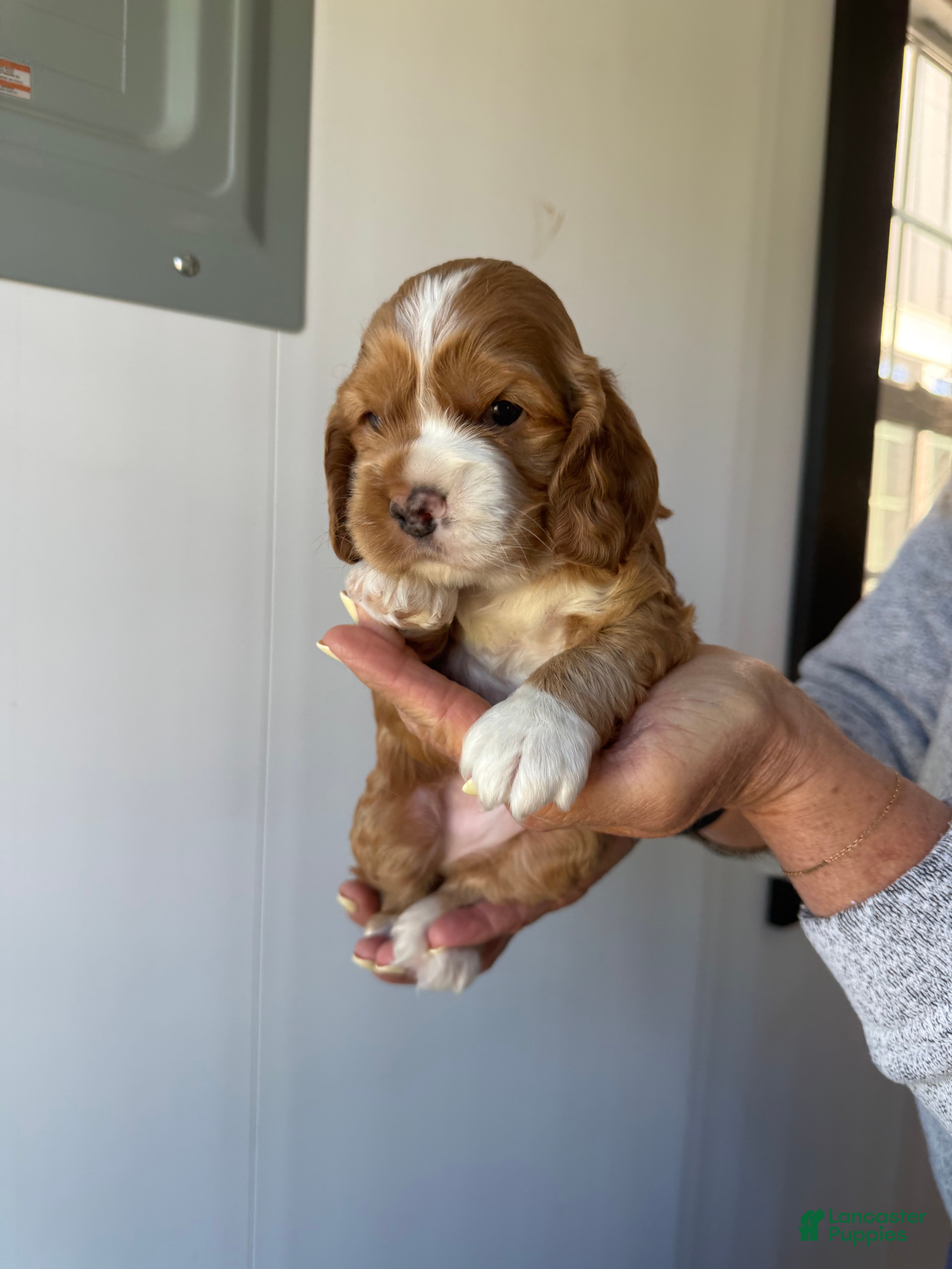 Cocker Spaniel dogs Edmund - Ad 1