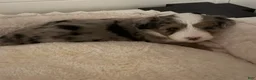 Mixed Breed dogs for sale: Gaston - Ad 4