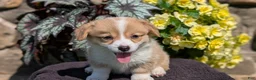 Welsh Corgi Pembroke dogs for sale: Nala - Ad 6