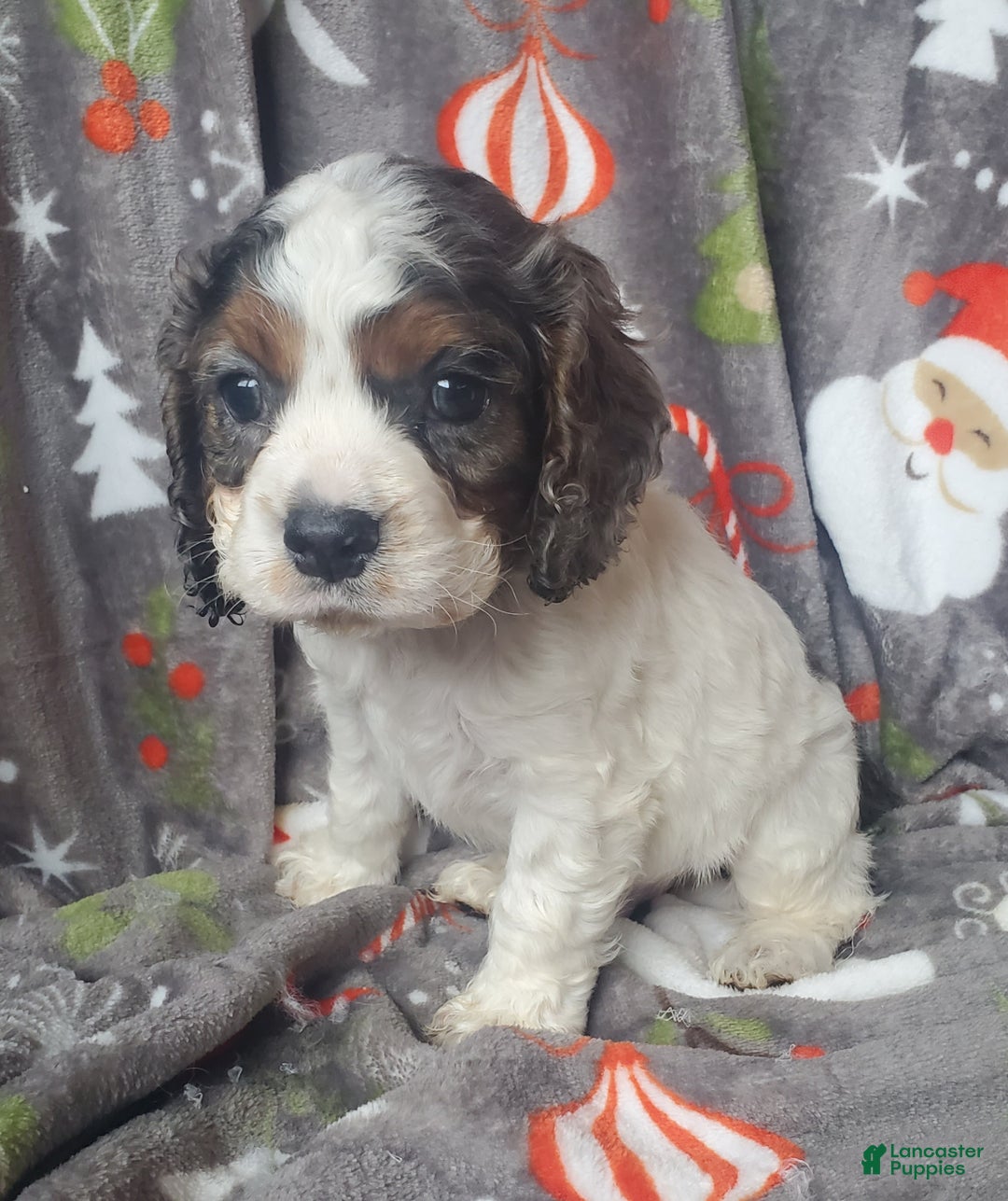 Cocker Spaniel dogs for sale: Ozzy - Ad 2