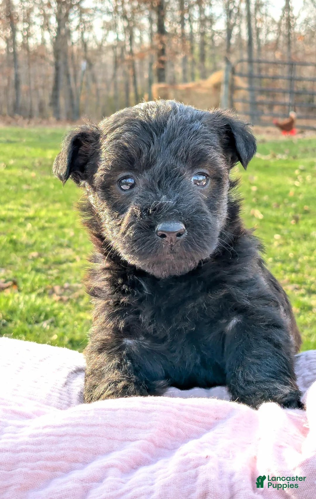 Mixed Breed dogs for sale: Meet Birdie - Ad 1