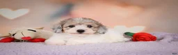 Maltipoo dogs for sale: Jasper - Ad 5