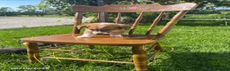 Welsh Corgi Pembroke dogs for sale: Milo - Ad 3