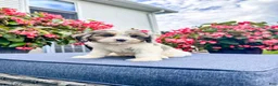 Cavapoo dogs for sale: Poppy - Ad 9