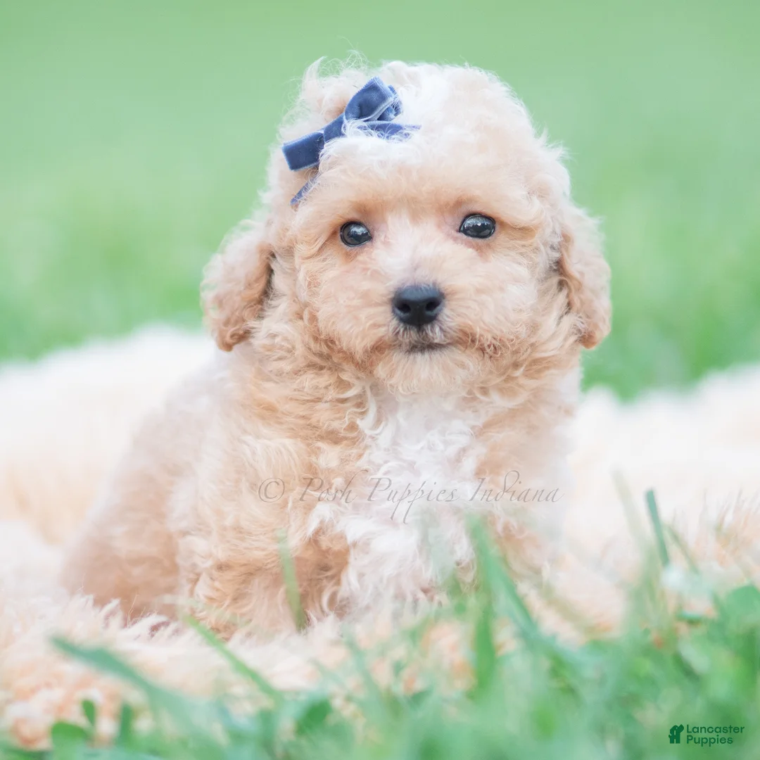 Maltipoo dogs for sale: Bronx F1B - Ad 6
