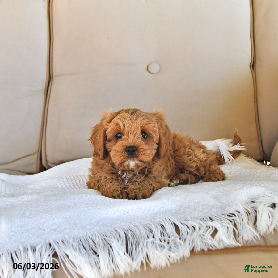 Cavapoo dogs for sale: Bella Mia - Ad 2