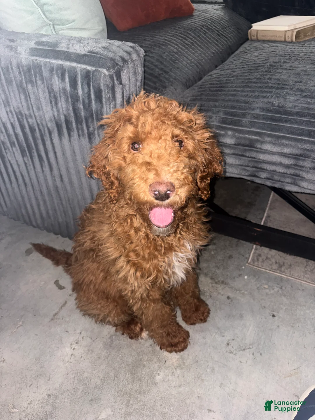 Labradoodle dogs for sale: Kingston - Ad 3