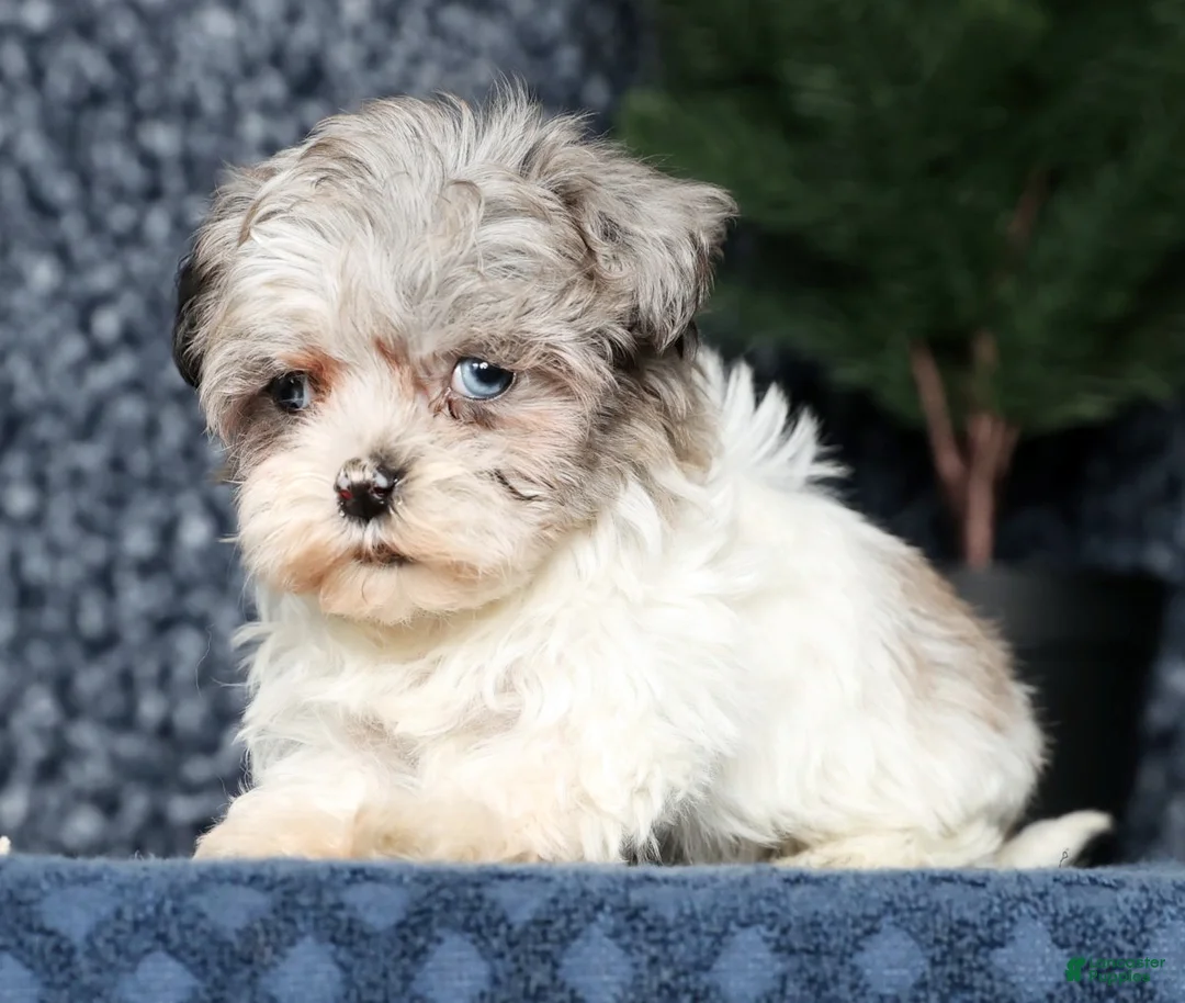 Havapoo dogs for sale: Jill - Ad 3