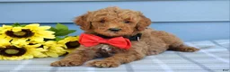Goldendoodle dogs for sale: Hudson - Ad 3