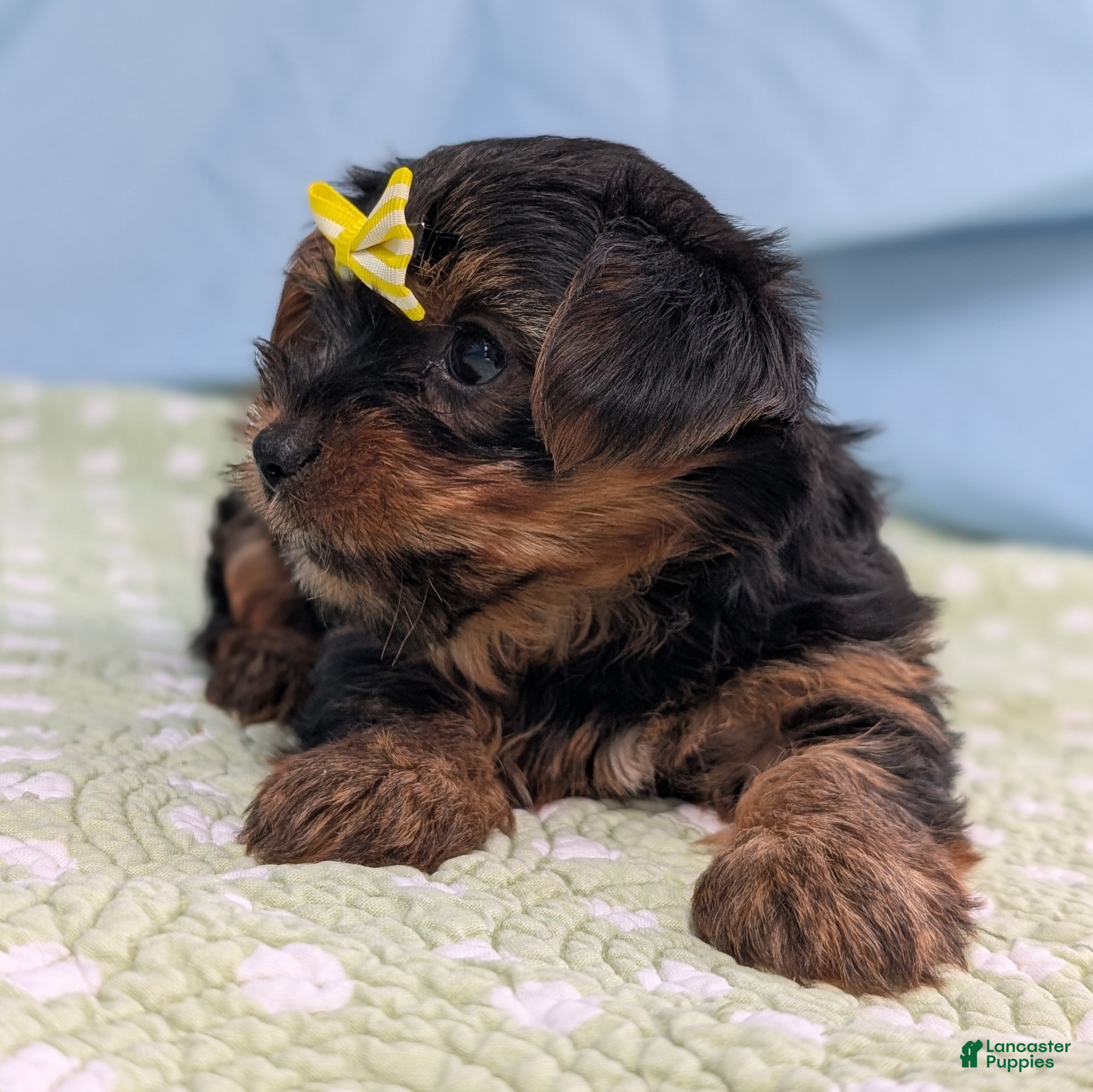 Yorkshire Terrier dogs Blackberry - Ad 2