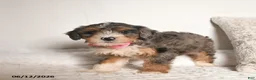 Bernedoodle dogs for sale: Dahlia  - Ad 5