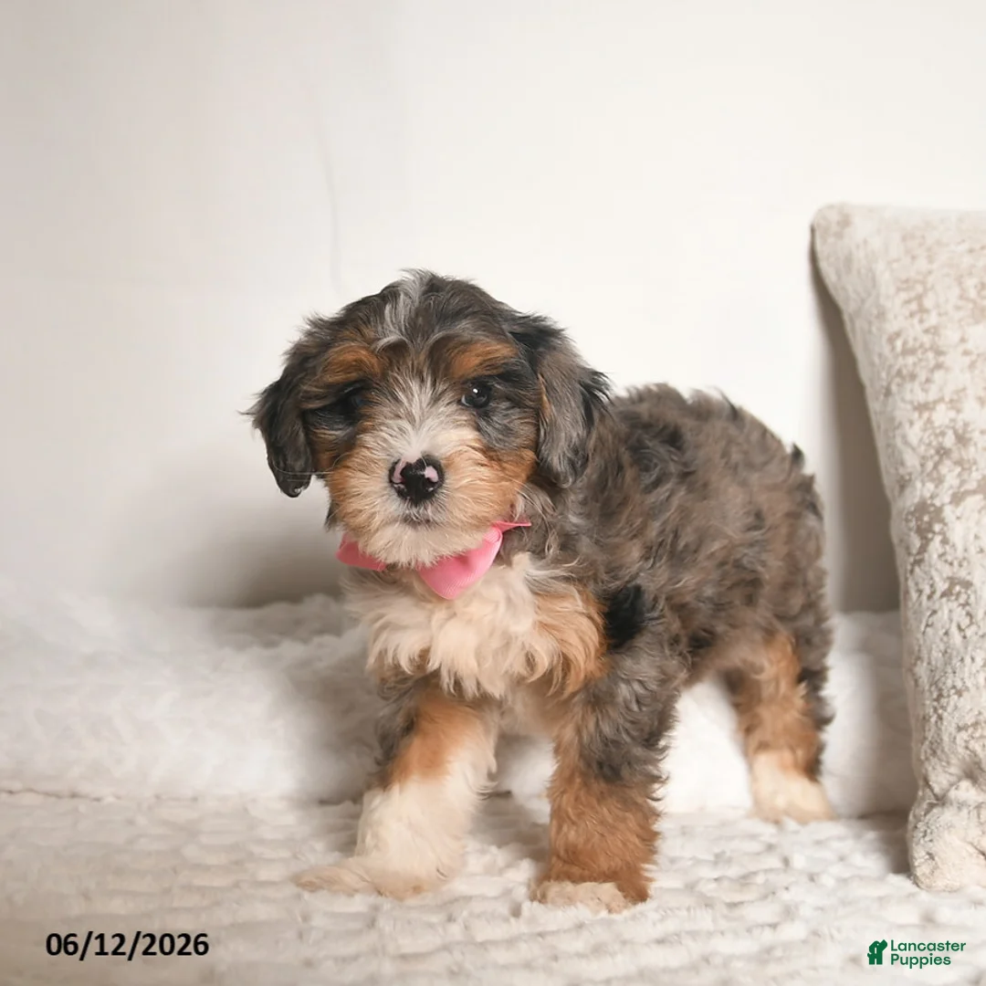 Bernedoodle dogs for sale: Dahlia  - Ad 5