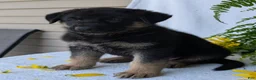 German Shepherd dogs for sale: Bullet  - Ad 14