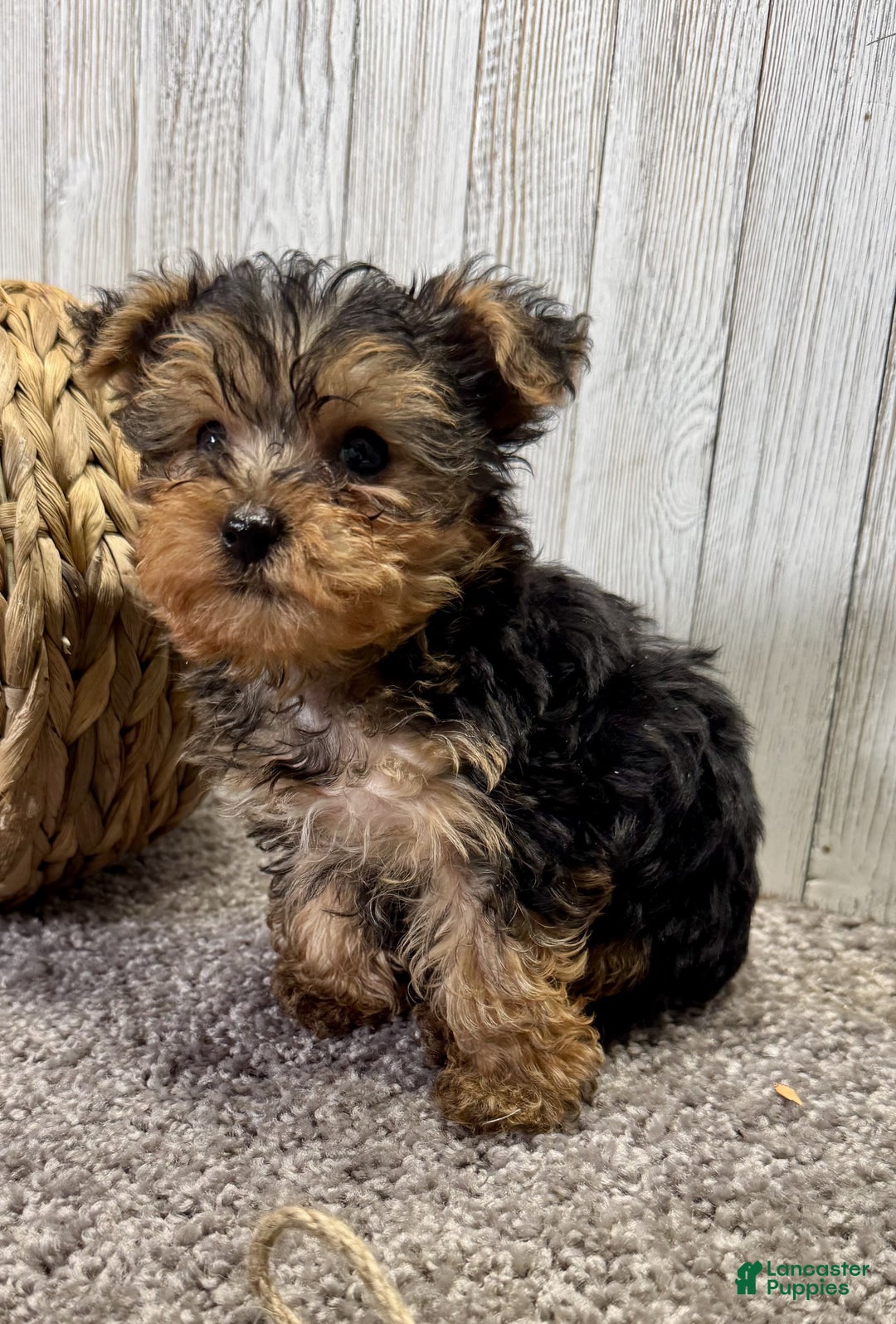 Yorkiepoo dogs for sale: Tucker - Ad 8