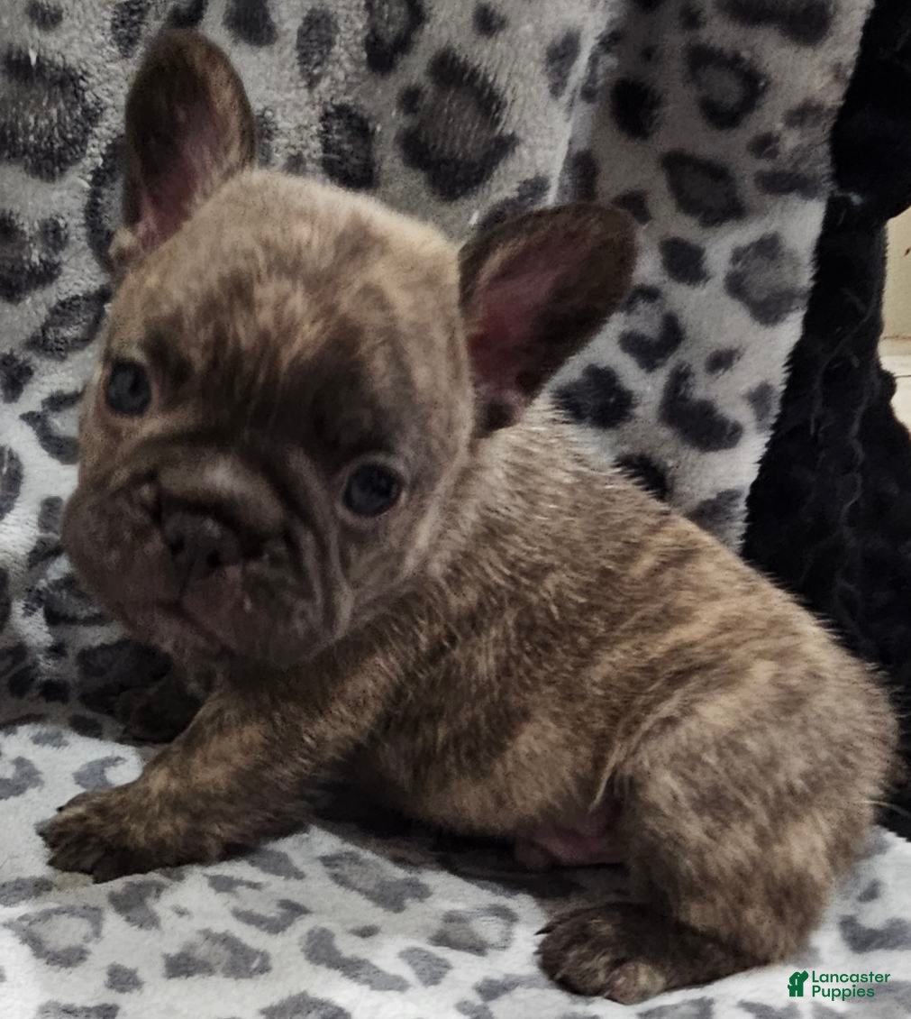French Bulldog dogs Captain Hook  - Ad 15