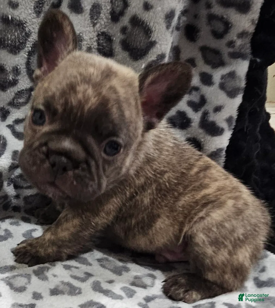 French Bulldog dogs for sale: Captain Hook  - Ad 1