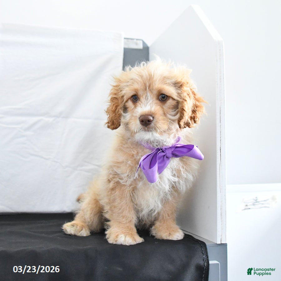 Cavapoo dogs Zeke - Ad 2