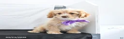 Cavapoo dogs for sale: Zeke - Ad 2