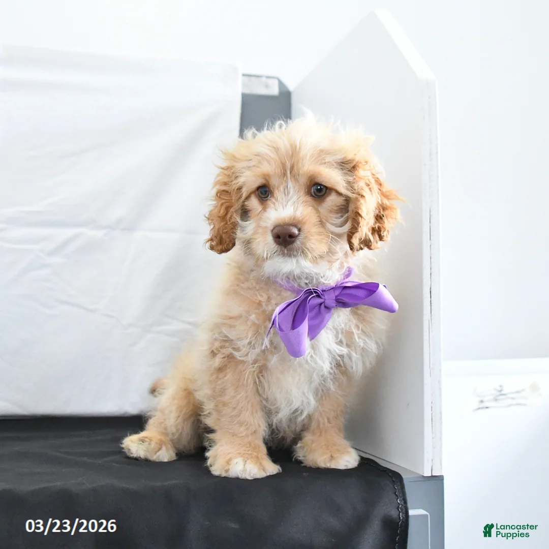 Cavapoo dogs for sale: Zeke - Ad 2