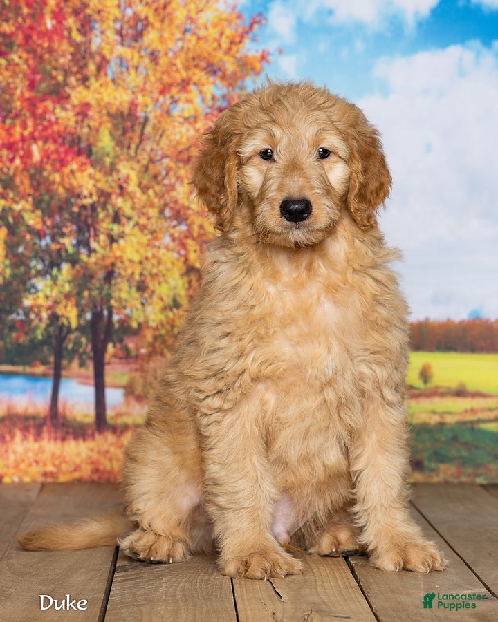 Goldendoodle dogs for sale: Duke - Ad 1