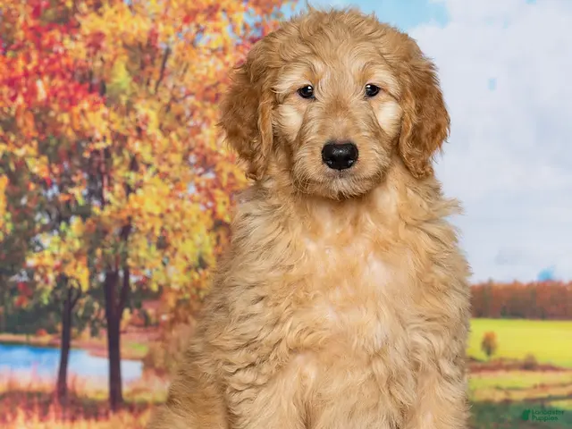 Goldendoodle dogs for sale: Duke - Ad 1