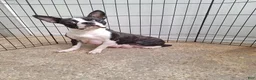 Boston Terrier dogs for sale: Ruger - Ad 9