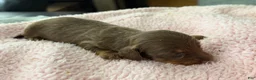 Miniature Dachshund dogs for sale: Champion bred long coat girl - Ad 3