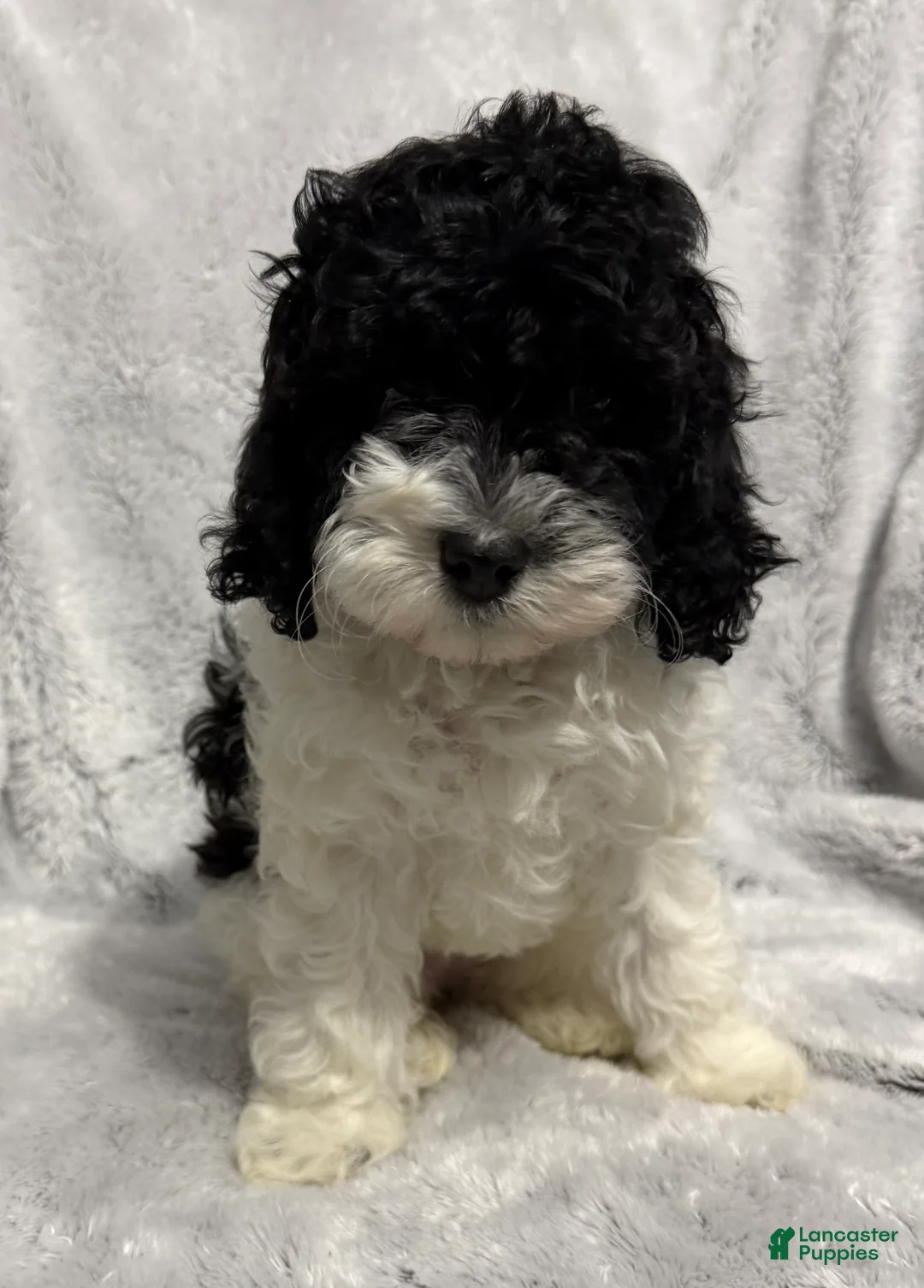 Cavapoo dogs for sale: Abby - Ad 4