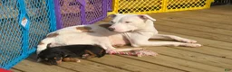 Mixed Breed dogs for sale: EJ - Ad 9