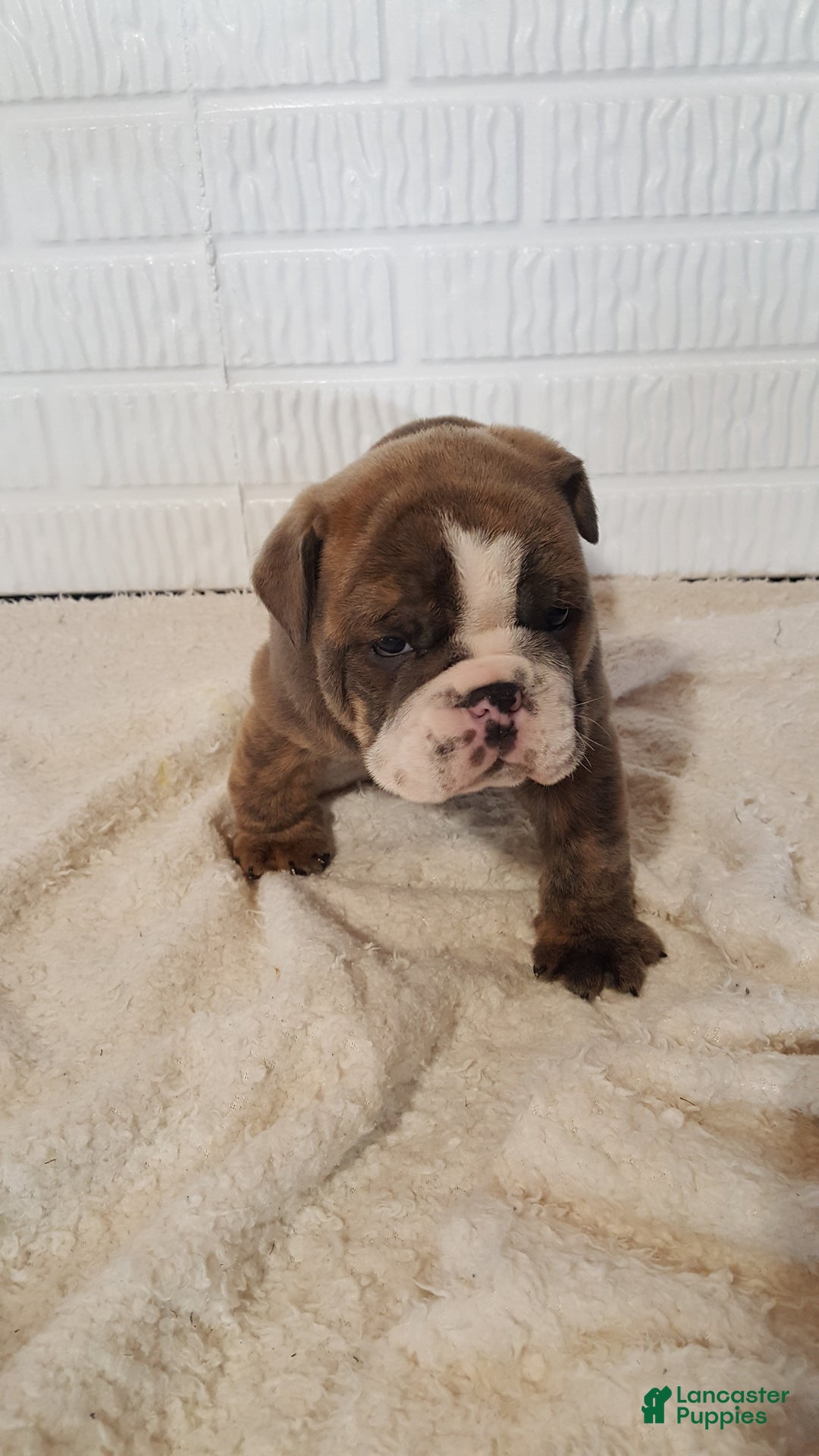 English Bulldog dogs for sale: Ace - Ad 9