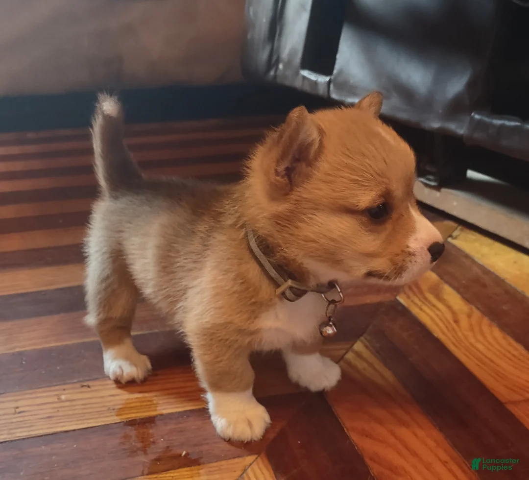Welsh Corgi Pembroke dogs for sale: Gray collar  - Ad 2