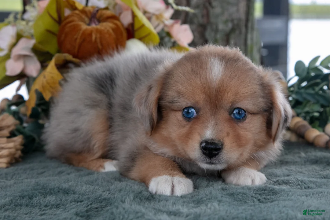 Toy Australian Shepherd dogs for sale: Willow - Ad 3