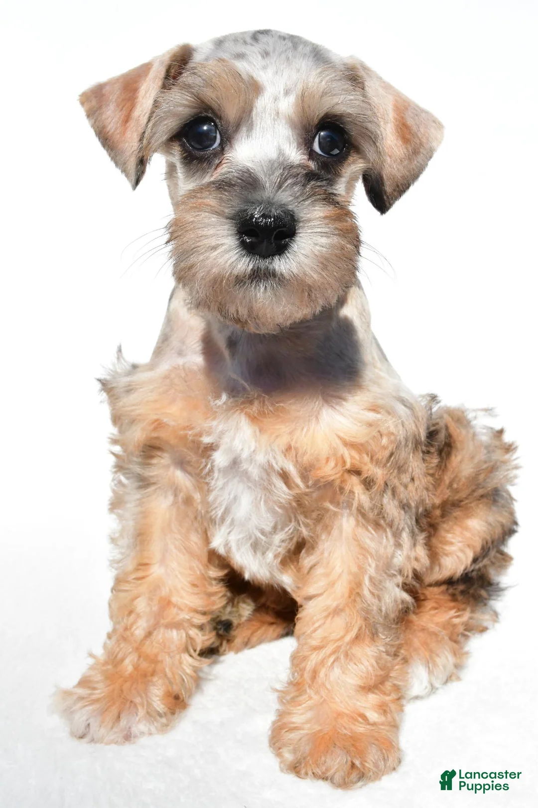 Schnoodle dogs for sale: Reba - Ad 8