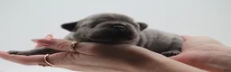 French Bulldog dogs for sale: Solid lilac - Ad 5