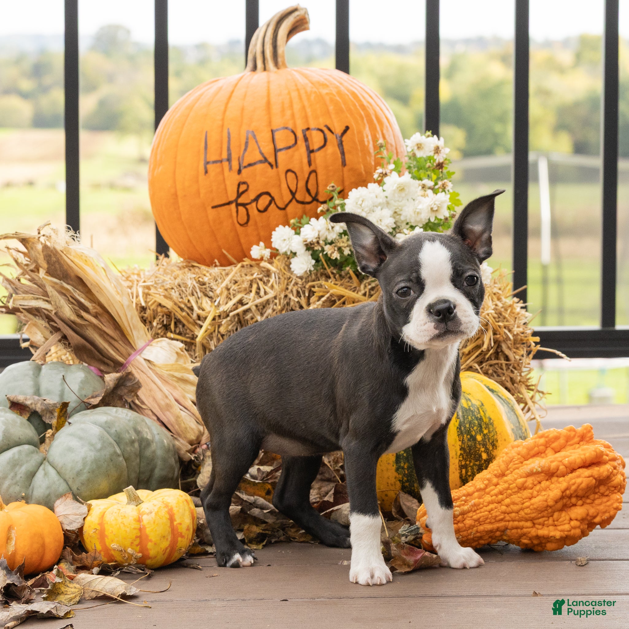 Boston Terrier dogs for sale: Jules Boston Terrier  - Ad 2