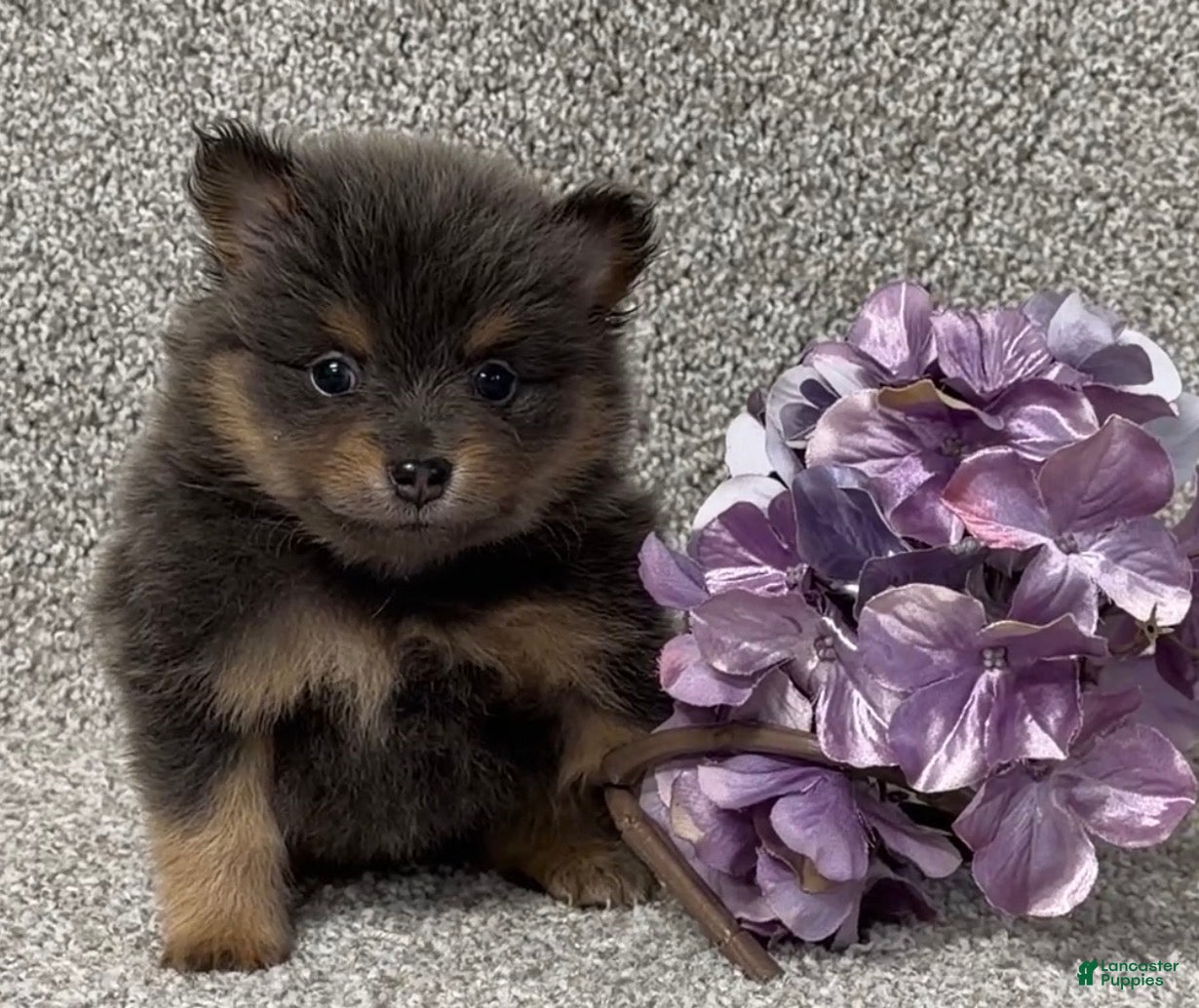 Pomeranian dogs Kelsey - Ad 2