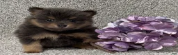 Pomeranian dogs for sale: Kelsey - Ad 2