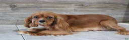 Cavalier King Charles Spaniel dogs for sale: Minnie - Ad 10