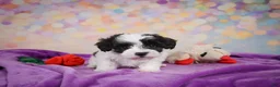 Maltipoo dogs for sale: Trixie - Ad 11