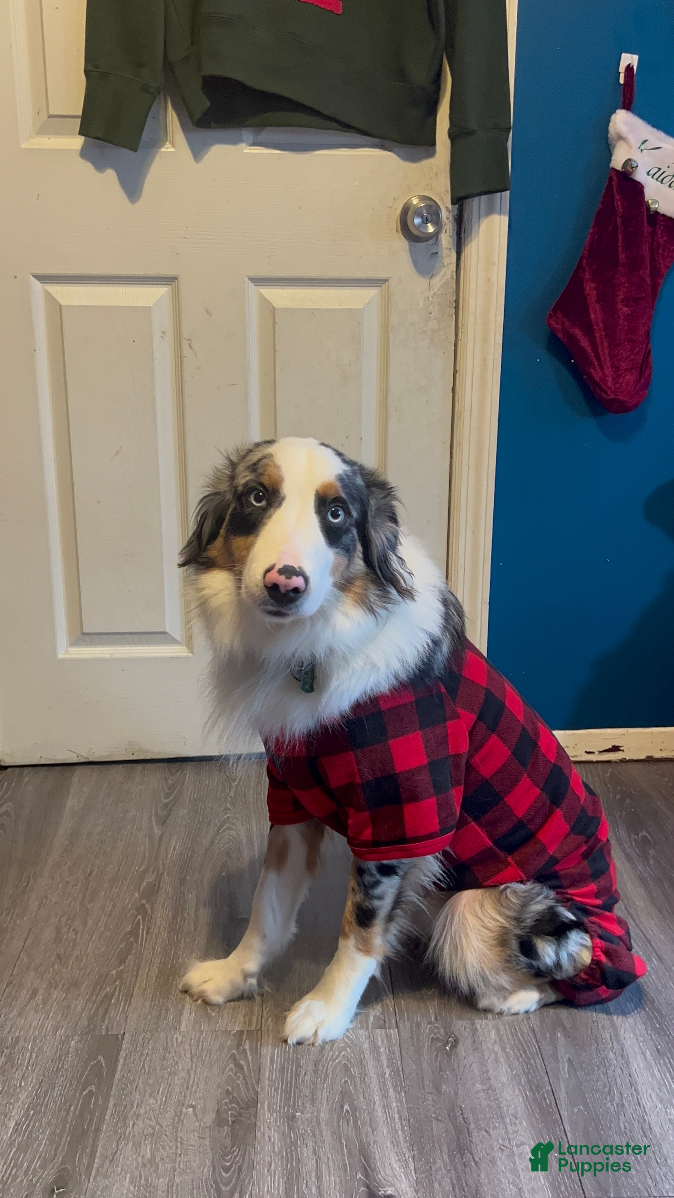 Australian Shepherd dogs Ziggy - Ad 39