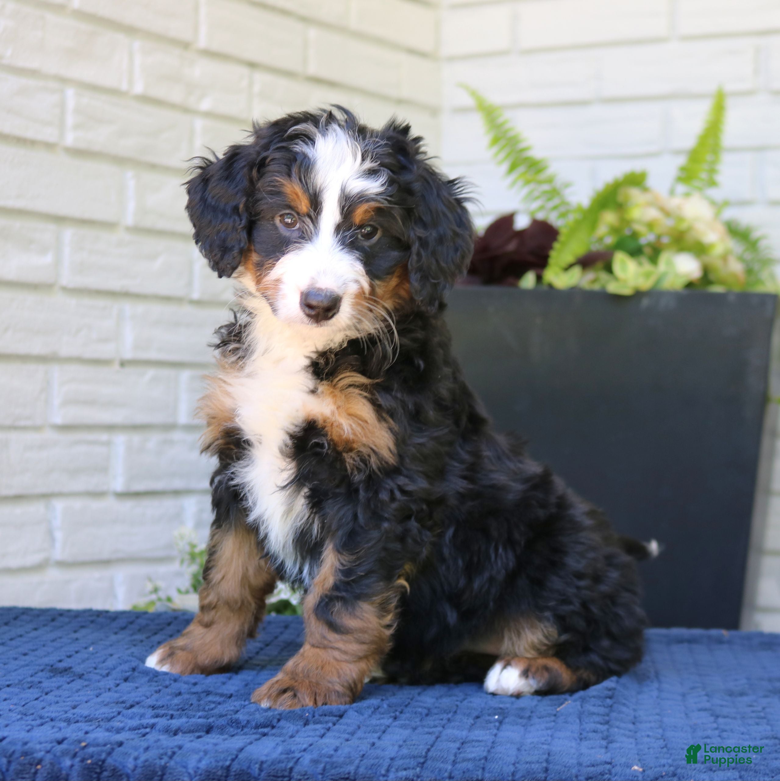 Mini Bernedoodle dogs Nala  - Ad 1