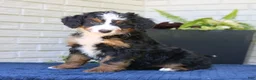Mini Bernedoodle dogs for sale: Nala  - Ad 1