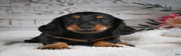 Miniature Dachshund dogs for sale: AKC-Gibson - Ad 10