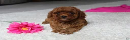 Cavapoochon dogs for sale: Molly - Ad 11