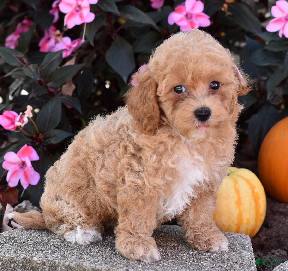 Bichpoo dogs for sale: Catelyn - Ad 1