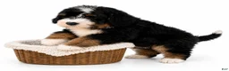 Mini Bernedoodle dogs for sale: Mini Bernedoodle 1 - Ad 4