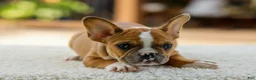 French Bulldog dogs for sale: Opal – Fawn/White - Ad 15