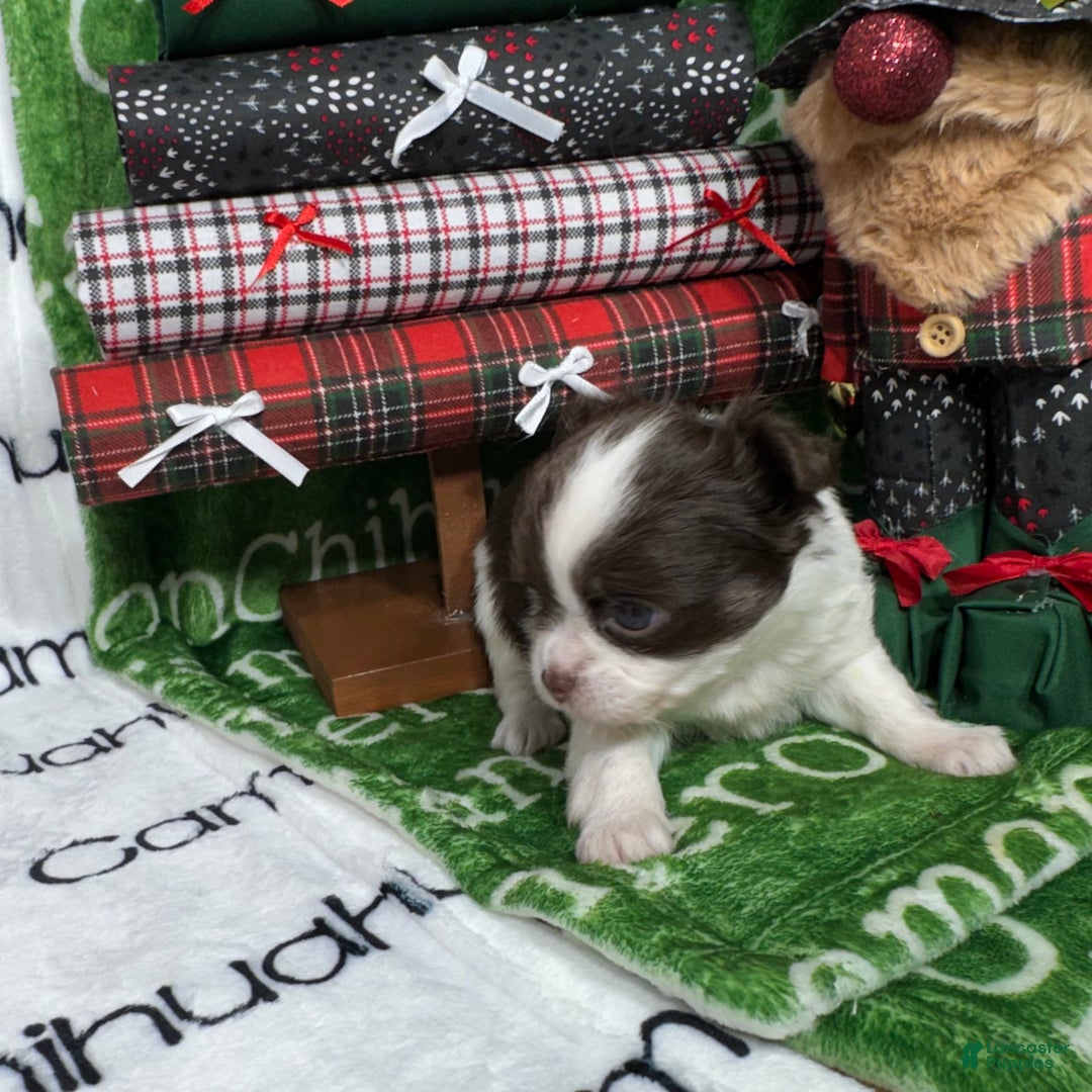 Chihuahua dogs for sale: Meredith Chocolate LC - Ad 6