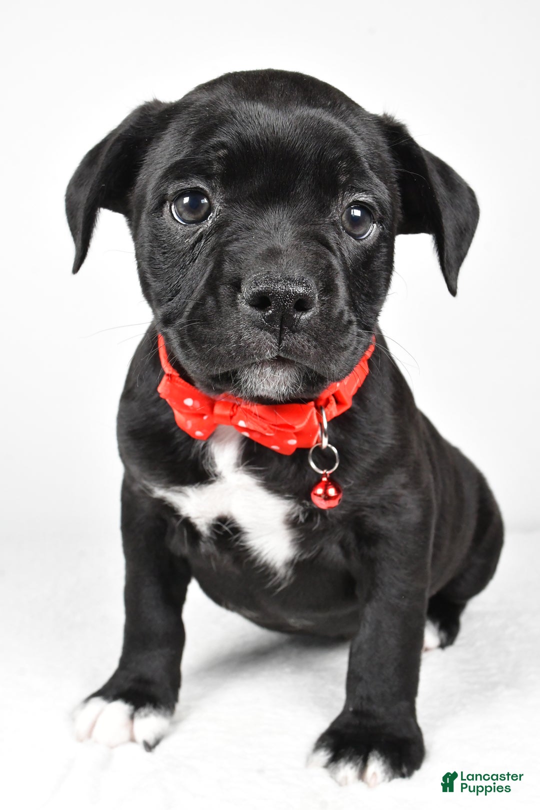 Mixed Breed dogs for sale: Dexter - Ad 6