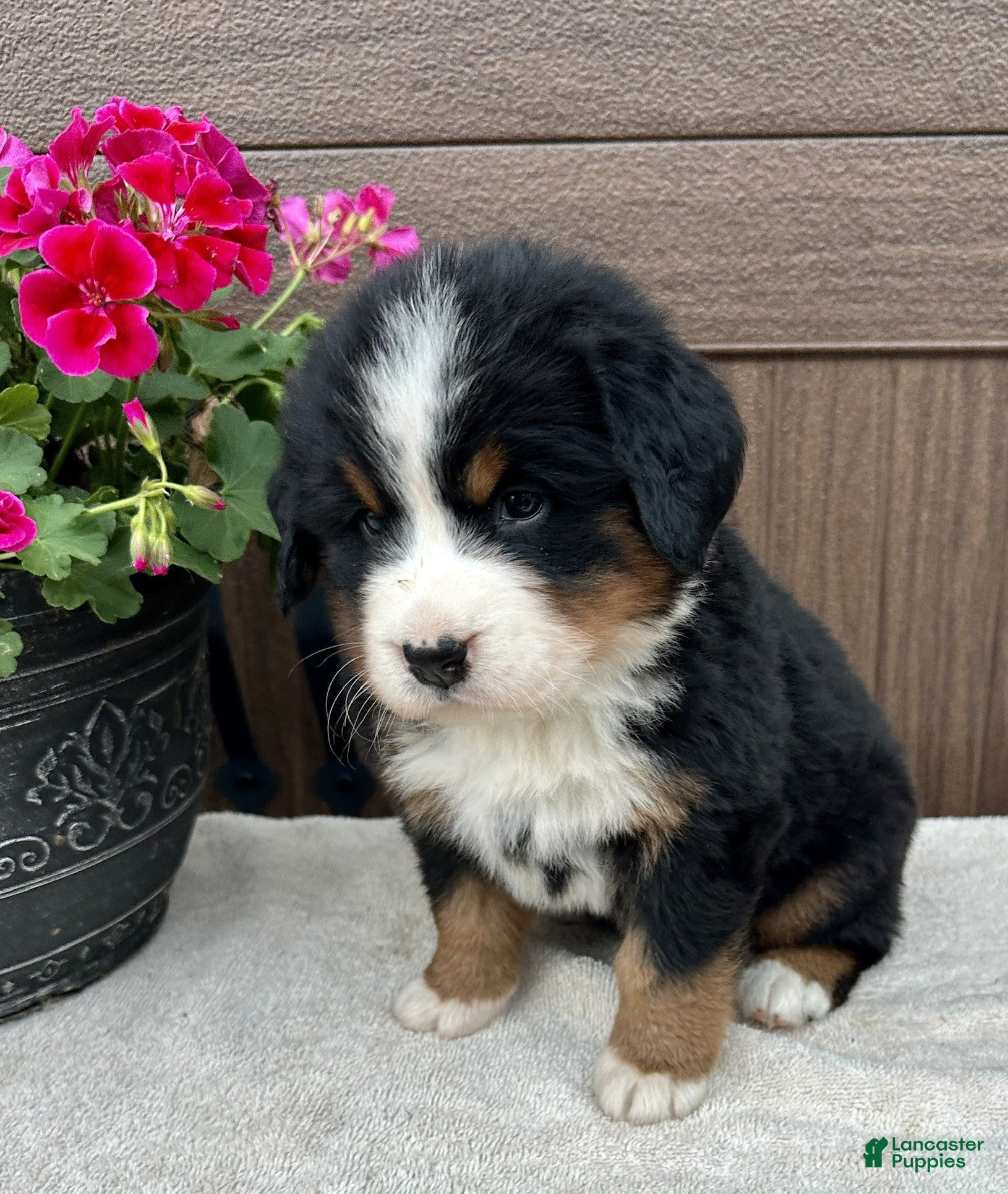 Bernese Mountain Dog dogs Sage  - Ad 2